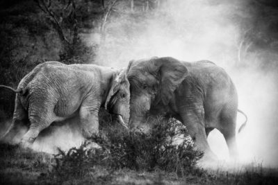 Kämpfende Elefanten, Tansania